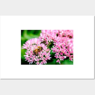 Bee On Stonecrop Flower 2 Posters and Art